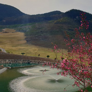 밀양노벨(P)
